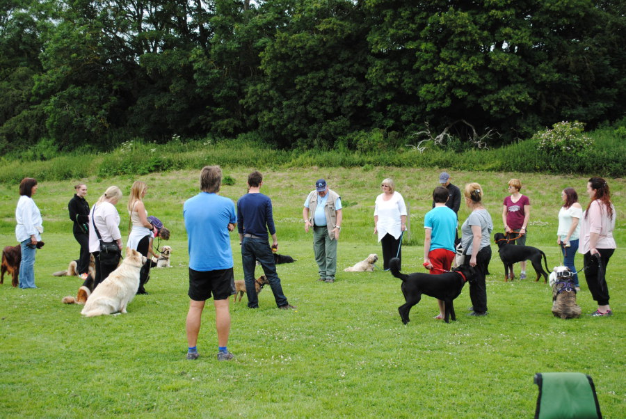Professional Dog Training Services UK Training and Classes
