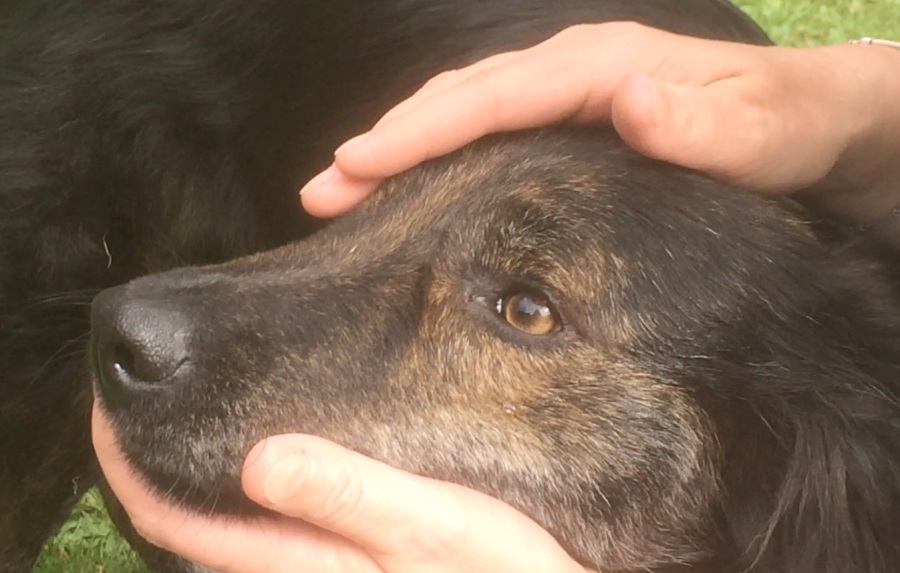 Professional Dog Training Services UK Reiki Healing